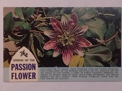 The Legend Of The Passion Flower In Bloom Postcard 