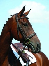 Collegiate Syntovia Padded Raised Cavesson Bridle