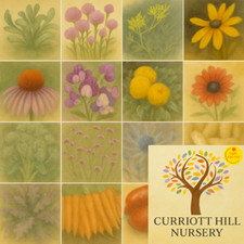 🇬🇧 Vegetable, Herb & Flower seeds; select from our drop-down