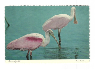 #ad ROSEATE Spoonbill Rare and local in shallow salt water VTG postcard UNP $5.95