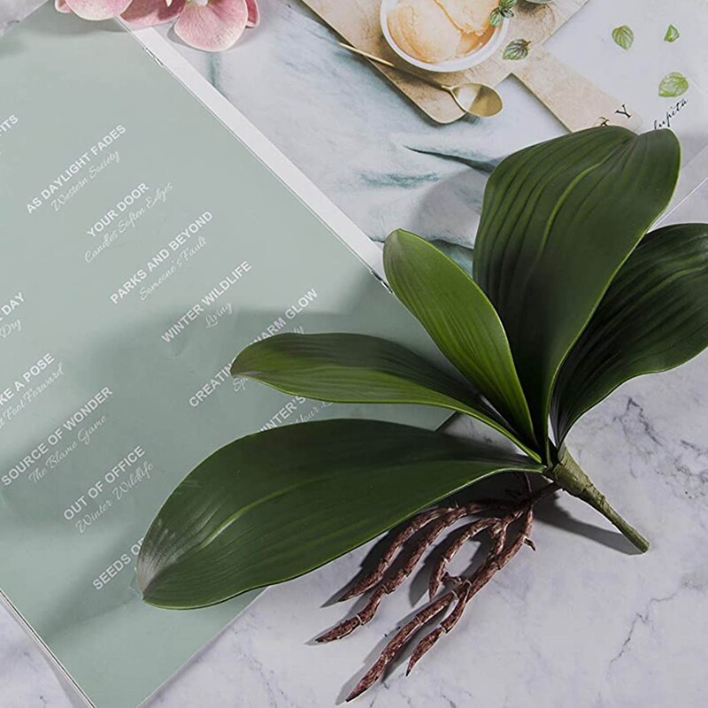 Hojas de OrquíDeas Phalaenopsis Plantas de Contacto de LáTex de RaíCes