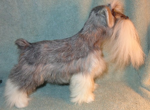 Beautiful 8-1/2” Schnauzer or Scottie Soft Furry Dog Figurine Life-Like Real fur - Picture 1 of 7