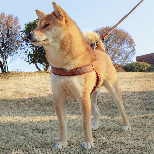 Soft Padded Step in Dog Harness No Pull Walking Training Vest for Medium Large - Picture 18 of 24
