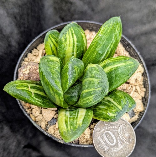 Haworthia truncata NISHIKI TERASHIYAMA VARIEGATED variegata Succulent WOW💥💥💥 - Picture 6 of 7