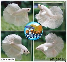 Live Betta Fish High Quality Halfmoon Male Platinum White Dumbo - USA Seller