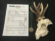 UNUSUAL Gold Medal Roe Deer Buck Animal Skull Antlers With Medal Taxidermy