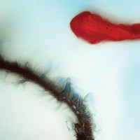 Stubborn Heart - Cd - F123Z