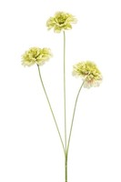 artplants Deko Zweig Nelke Vilja, HellgrüN, 50Cm