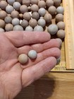 Indian Marbles/Hotshots? — photo 7