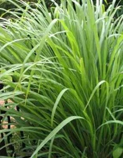 Lemongrass Seeds - Organic & Non Gmo - Heirloom Seeds – Lemongrass Seeds