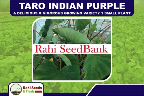 Taro Indian Purple A Delicious & Vigorous Growing Variety 1 Small Plant