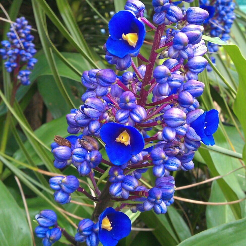 SAPPHIRE BLUE GINGER**Gorgeous Dichorisandra Thyrsiflora**LIVE