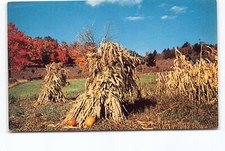 Harvest Time Corn Stalks Pumpkins Fall Chrome Postcard Vtg Unposted