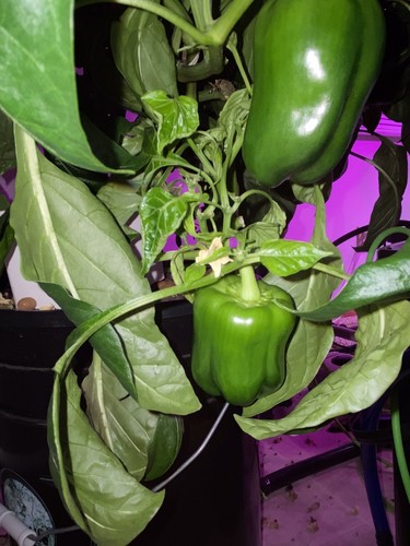 Versatile Hydroponics 4 Plant DWC Hydro Grow System W/ Reservoir Grow 4 You! - Picture 9 of 12