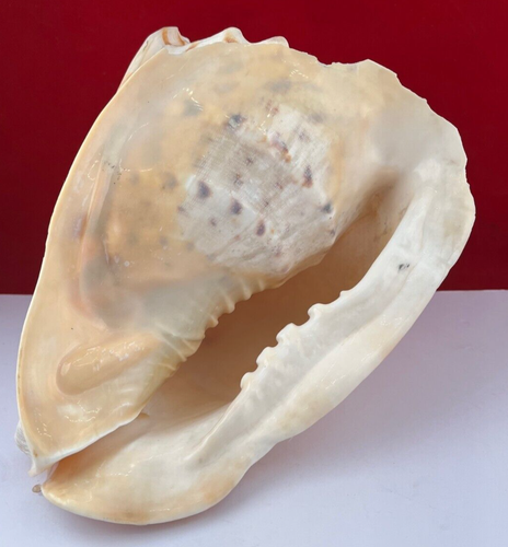 Large Seashell, Beautiful Condition 10" - Picture 6 of 12
