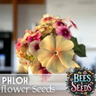 Phlox Seeds - 125 Seeds - Cherry Caramel - Garden Bloom Annual Flower Seeds