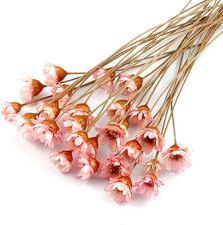 100 Stems Natural Dry Flowers Brazilian Small Star Daisy Decorative Dried Flower