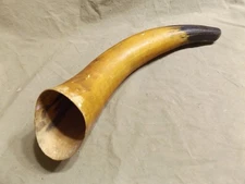 Primitive Vintage Antique Steer Horn Start of Powder Horn or Remnant ~14"
