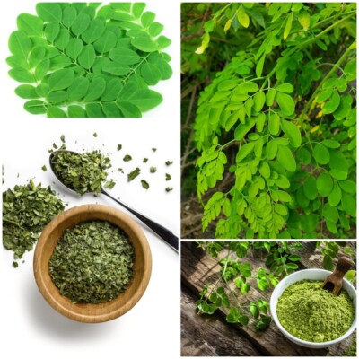DRIED MORINGA Oleifera Leaves Powder Energy Booster Supplement Organic Superfood
