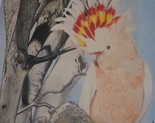 Birds of The 5th Continent Ego Andreessen, set of 12 limited numbered in pencil