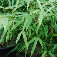 50 Bamboo Seeds Privacy Plant Garden Clumping Shade Screen "Sunset Glow"