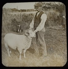 PWLLHELI MAN WITH RAM GWYNEDD WALES DATED 1904 Magic Lantern Slide PHOTO