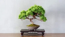 Bonsai Tree Seeds - Juniper Bonsai - 25 Seeds
