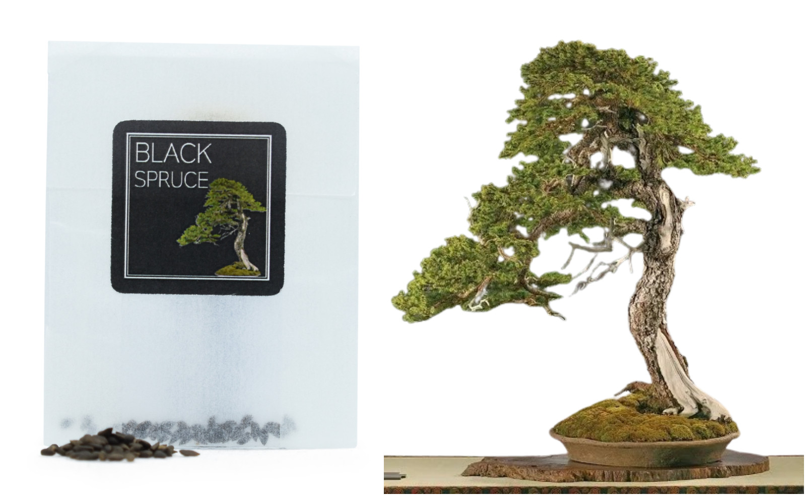 30 Black Spruce Bonsai Seeds | Grow Your Own Bonsai Tree | Beginners Gift