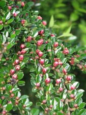 3 x Cotoneaster Horizontalis  Plants 40cm Berried Deciduous Hedge