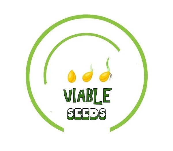 Daisy ENGLISH Mixed Color Low Grow Groundcover, Borders, Rock Gardens 1000 Seeds - Image 4 of 4