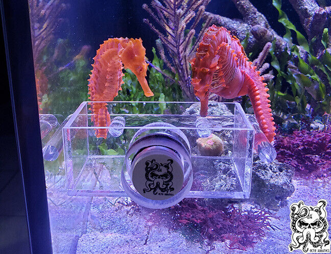 Seahorse Aquariums