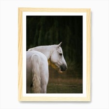 Teil Araber - Belgisches Pferd Foto gerahmt Wandbild Poster Leinwanddruck Bild