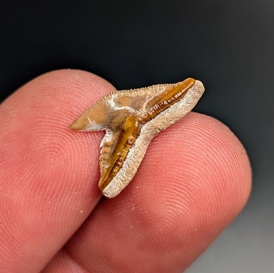 Razor Sharp Quality Tiger Shark Tooth Gainesville FL Gem