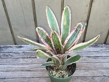 Neoregelia 'Heat rash' Skotak rare variegated bromeliad 4''pot