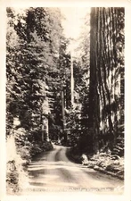 RPPC c1930's Road Through Virgin Timber Washington Real Photo M375