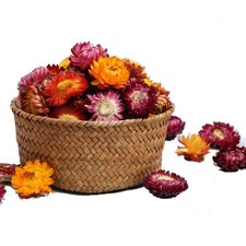 MOORCHOCO Natural Dried Daisy Flowers Heads - 55 60 Pcs Multiple color blends