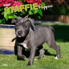 Staffordshire Bull Terriers Puppies | 2025 12x24" Square Wall Calendar