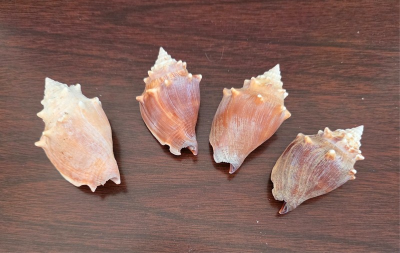 Set of Four - Florida Conch Shells - Strombus Pugilis - 2.75" to 3.0" -