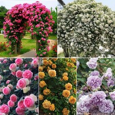 200 Climbing Rose Seeds, Selection of Viable Home Garden Plant Rose Flower Seeds