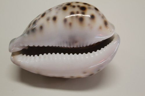 Große Tiger Kaurimuscheln / große Kaurimuscheln, 3 Zoll plus, SS-134 - Bild 9 von 12