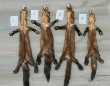 Professionally Tanned Prime Pine Marten Pelt w/Paws, Idaho Sourced.