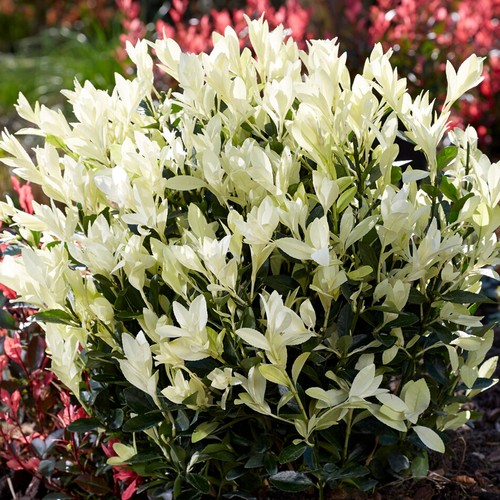 Euonymus Himalaya Japanese Spindle Evergreen Garden Ready Shrub in Plant Pot