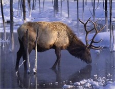 BULL ELK DRINKING WINTER SNOW COMPUTER MOUSE PAD 9 x 7