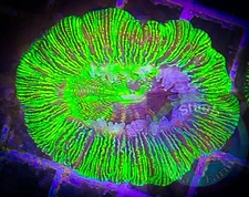 SAF~”WYSIWYG” Radioactive Trachyphyllia Coral, LPS, Coral Colony, Trach