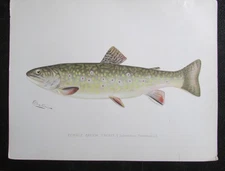 ORIGINAL Denton 1900  CHROMO Fish Print. Female Brook Trout 9 1/2" x 12" PRINT