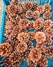 50 X Pine Cones
