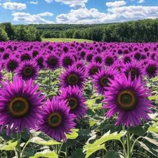 50 PCS Purple Sunflower Seeds - Field ‘Violet Glow’