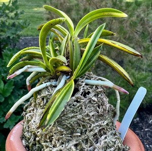 Neofinetia falcata Amami-shiroshima 奄美白縞 spiking