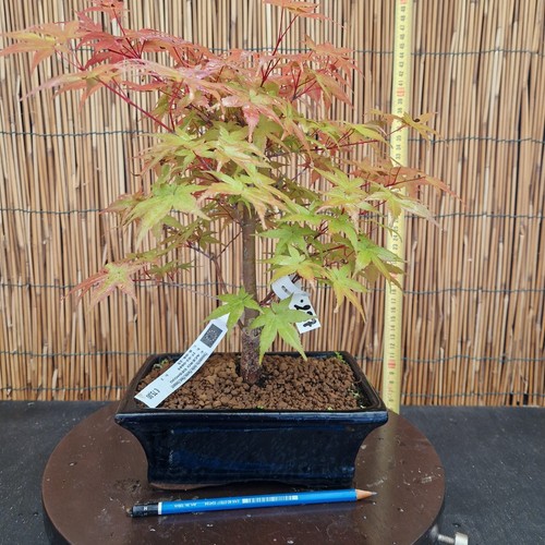 Bonsai di Acero Deshojo h 35cm Visita il mio negozio!