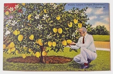 Postcard Winter Haven FL Florida Ponderosa Lemon Tree Linen